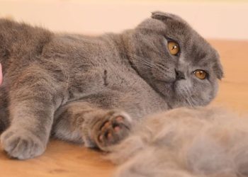 علت ریزش موی گربه