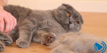 علت ریزش موی گربه