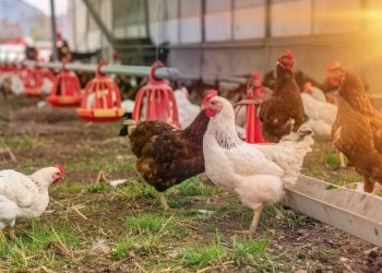 استرس گرمایی در طیور