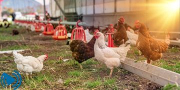 استرس گرمایی در طیور