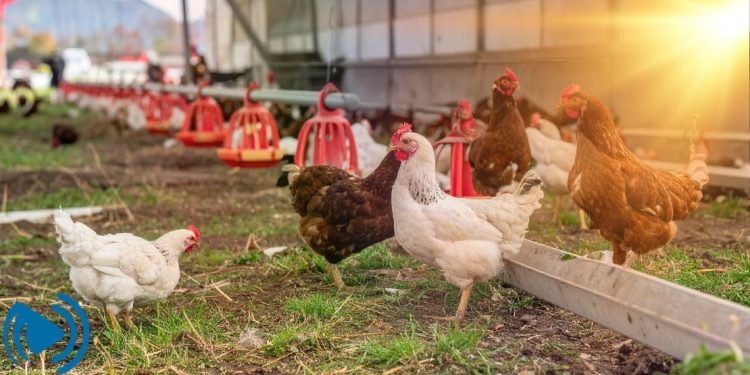 استرس گرمایی در طیور