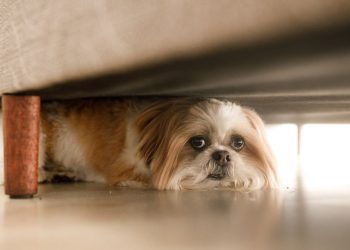 سگ از چه حیوانی می‌ترسد