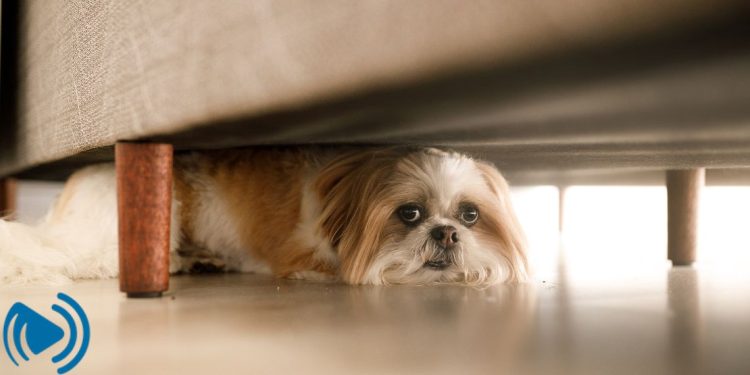 سگ از چه حیوانی می‌ترسد