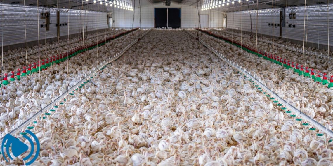 نقش استرس گرمایی در اقتصاد مرغداری