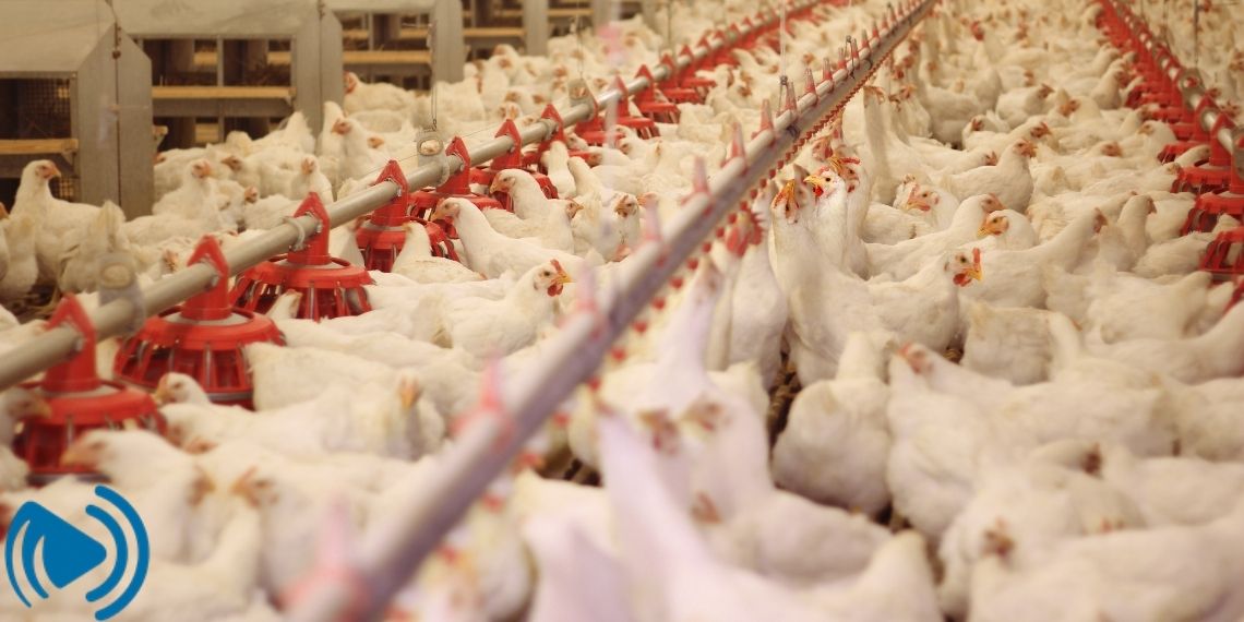 پیامدهای استرس گرمایی در طیور